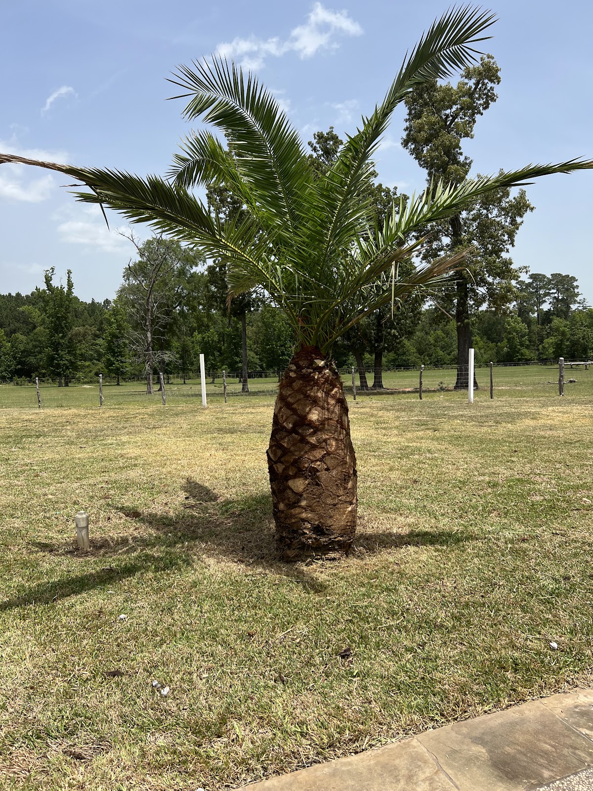 New palm tree planted and landscaped by Lagos Lawn Care